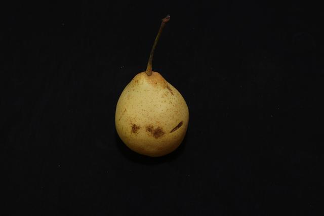 秋月梨|原产我国的古老水果，有两千年的种植历史，如今输给了日本的品种，尴尬不？