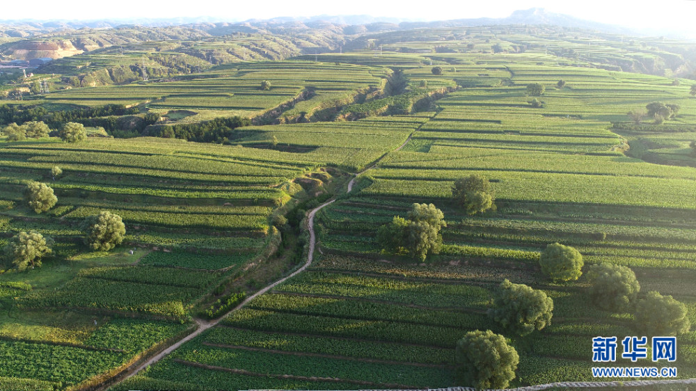 高低起伏的田地一望无际.新华网 发(高增平 摄)