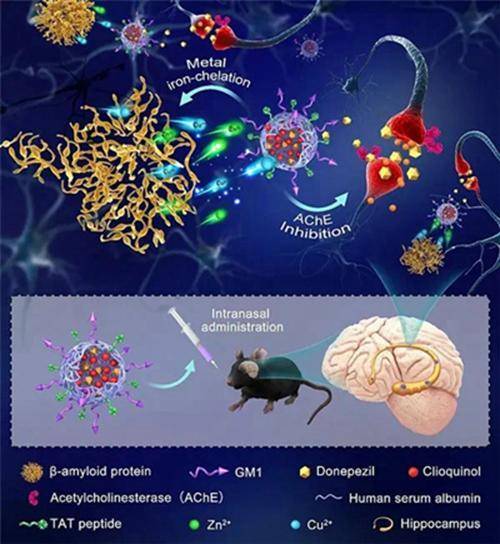 生命科学学院纳米生物医学研究所所长常津教授所带领的团队在advanced