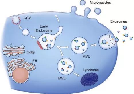 癌细胞|癌细胞也能玩“特洛伊木马计”，靠的是什么？