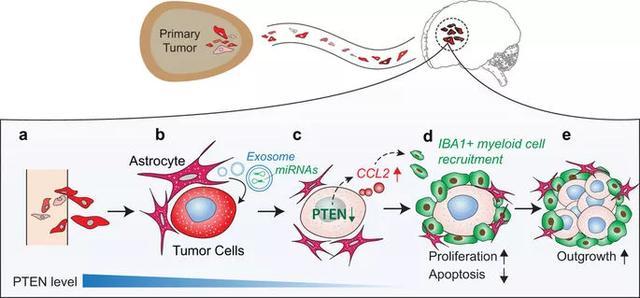 癌细胞|癌细胞也能玩“特洛伊木马计”，靠的是什么？