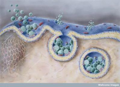 癌细胞|癌细胞也能玩“特洛伊木马计”，靠的是什么？