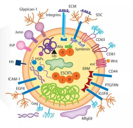 癌细胞|癌细胞也能玩“特洛伊木马计”，靠的是什么？