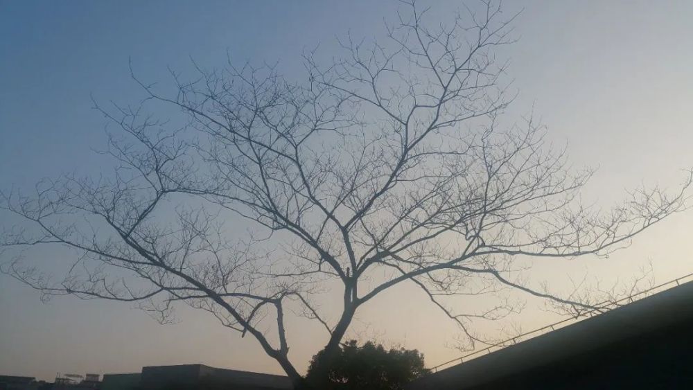 陈尚君|陈尚君：“他的诗是人生经历的一个心灵史。”