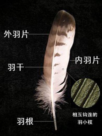 顺序换羽|鸟类也要换毛？羽毛的作用，不止飞行