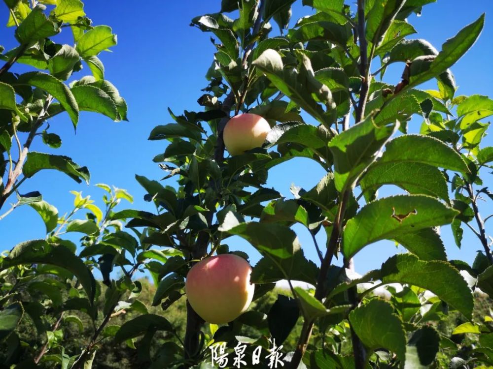 西瓜,鸡心果,樱桃,西梅,黄桃,非洲黑妹桃,日本霜冻柿子等几十种特色