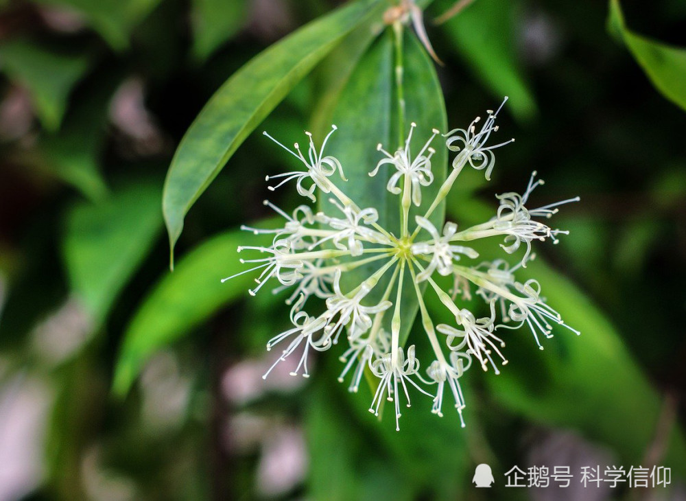 竹子开花赶快搬家竹子开花真有这么邪