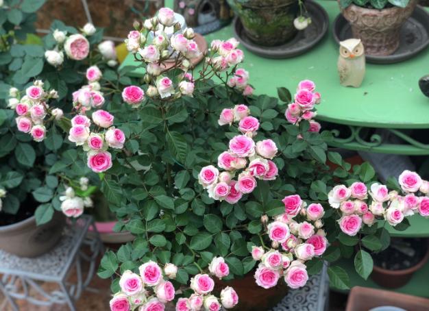 月季灌小伊:法国园艺大师的"心血",花朵中间色深,四周浅