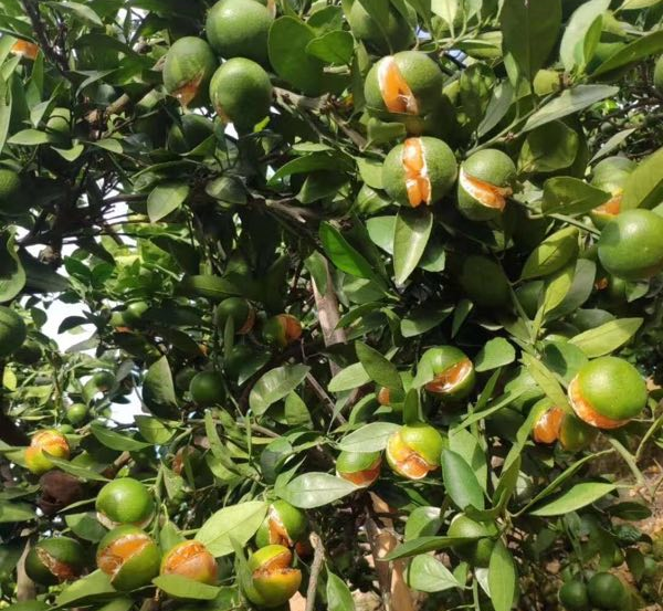 涌泉蜜桔裂成"开口笑",果农纷纷剪果,柑橘专家:别这么干