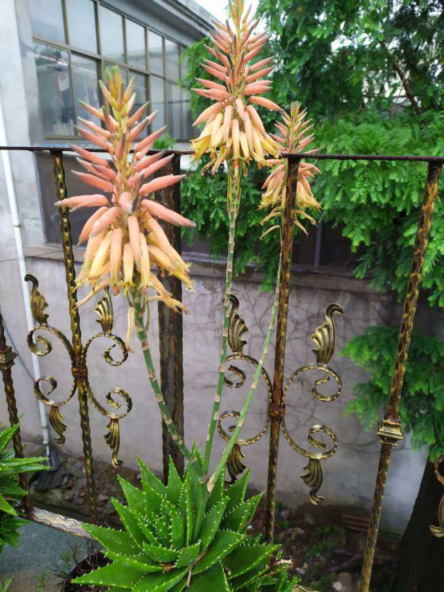 芦荟怎么样才能开花记住4个要点开出红火富贵花