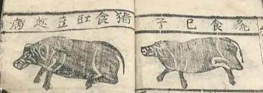 灭绝|中国本土猪要灭绝了？