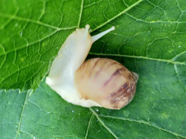 确山三里河创业致富,走出农村的白玉蜗牛