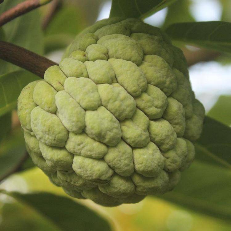 林檎是什么潮汕林檎的由来及释迦果的功效