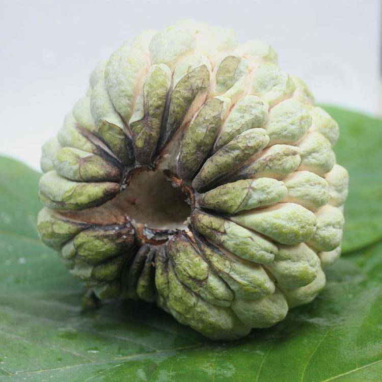 林檎是什么潮汕林檎的由来及释迦果的功效