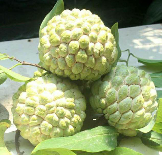 林檎是什么潮汕林檎的由来及释迦果的功效