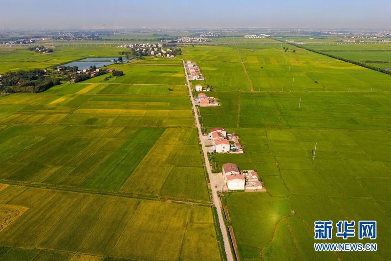 湖北襄阳:稻田如画 丰收在望