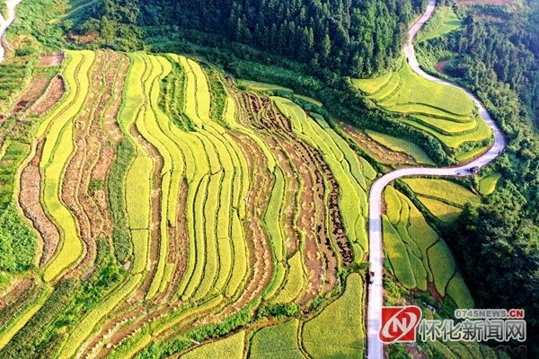 又稻開鐮好時節芷江優質稻奏響豐收曲