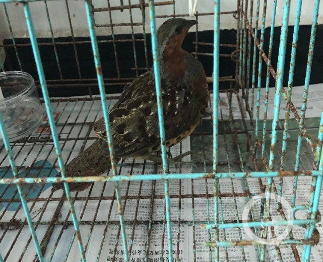 男子播放雌竹鸡求偶声诱捕雄鸡 得手后仅十分钟自己也"落网"