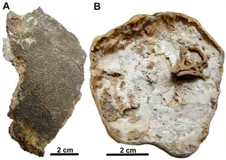 罕见恐龙胚胎化石证实恐龙出生时鼻尖长角 腾讯新闻