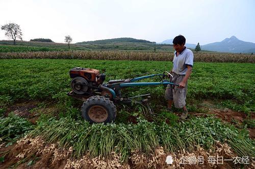 花生|花生最佳收获时间你能判断吗？早收晚收都会影响花生产量