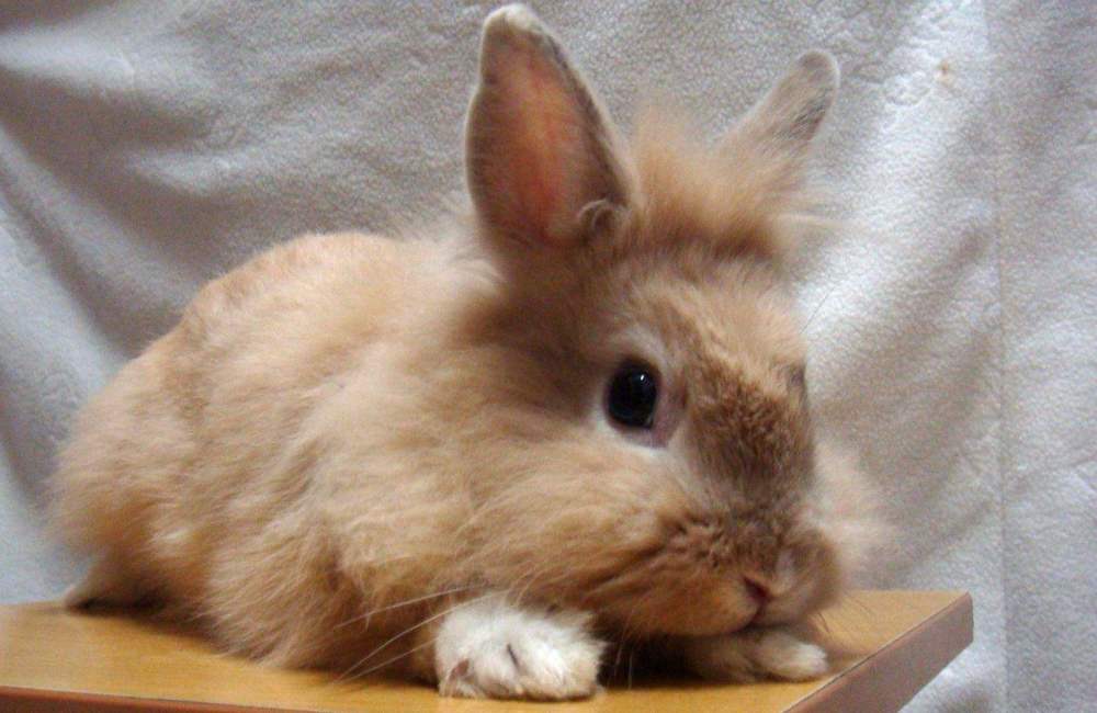 剪耳兔断尾狗诞生的背后与钱相比人性算不了什么