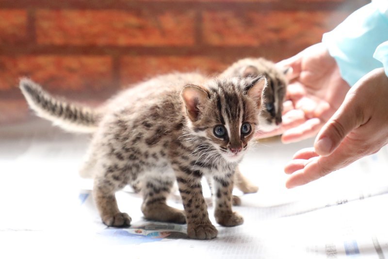 浙江首例豹猫幼崽饲养成功正在寻觅对象不具备野外生存能力