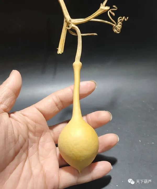 组图各式各样的葫芦集锦