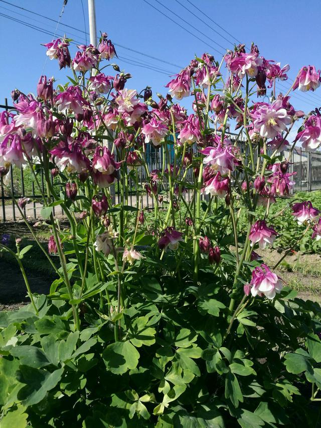 耐寒植物"耧斗菜",东北也能露养,好看又好养,适合北方花友
