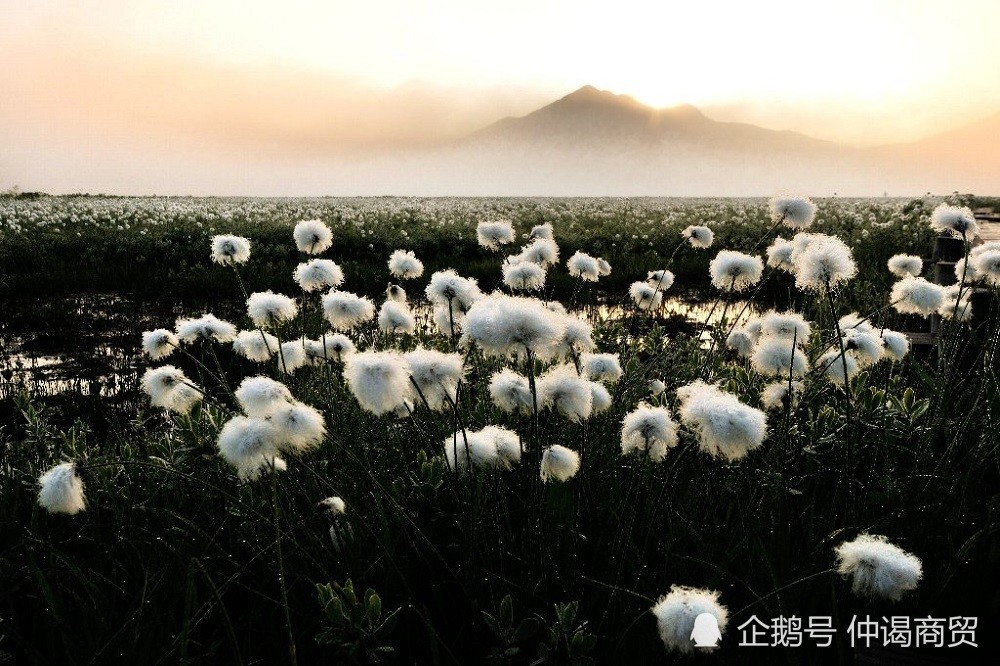 日本美景 群马县尾濑原 腾讯新闻