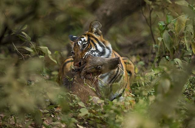 老虎|对比了老虎与狮子各项数据之后，发现狮子真的很难打赢老虎