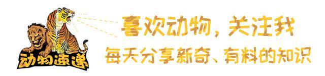 老虎|对比了老虎与狮子各项数据之后，发现狮子真的很难打赢老虎