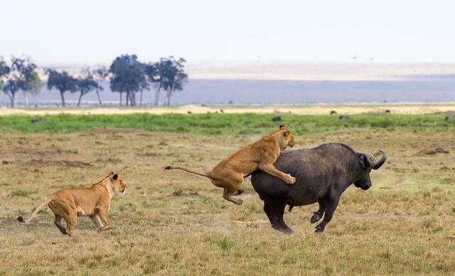 老虎|对比了老虎与狮子各项数据之后，发现狮子真的很难打赢老虎