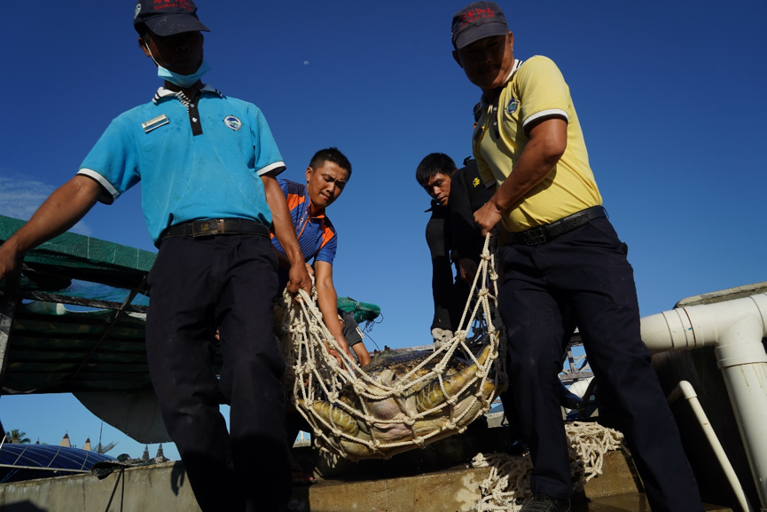 海龟|“我下辈子再也不做海龟了！”