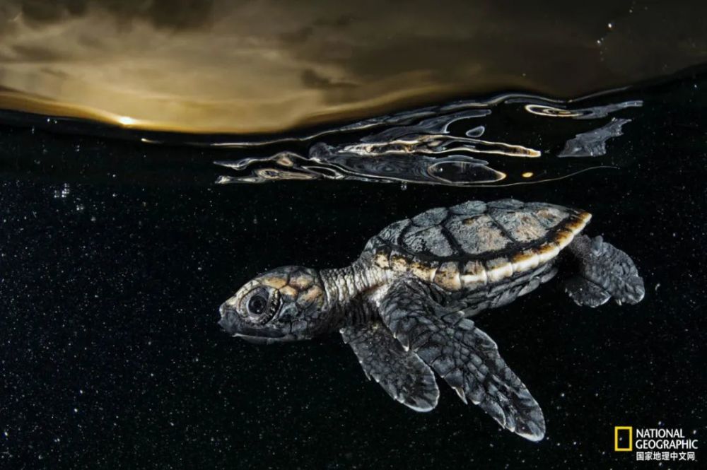 海龟|“我下辈子再也不做海龟了！”