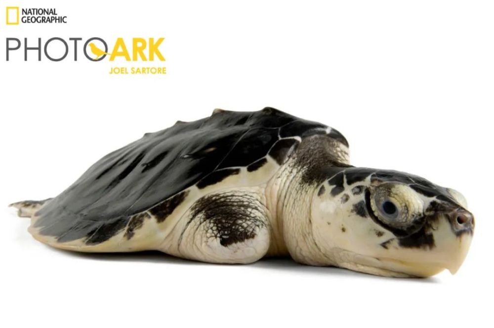 海龟|“我下辈子再也不做海龟了！”