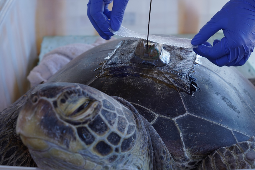 海龟|“我下辈子再也不做海龟了！”