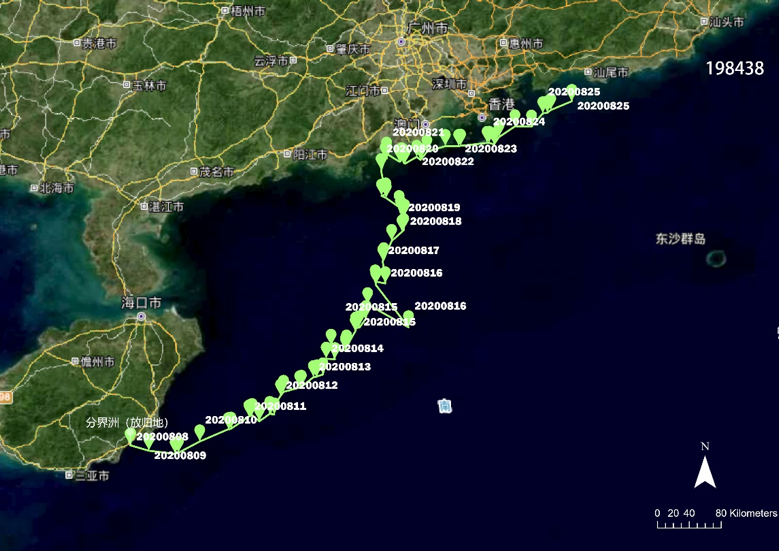 海龟|“我下辈子再也不做海龟了！”