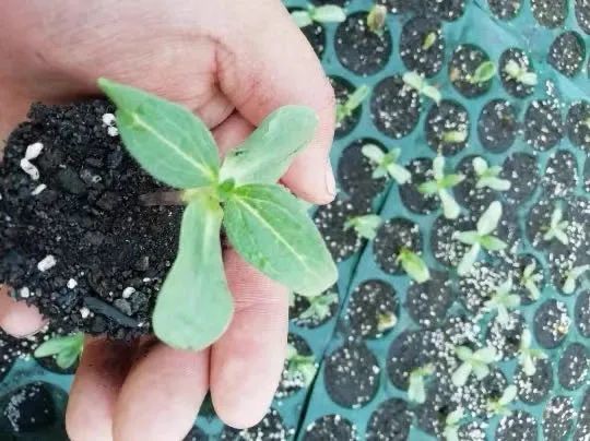 另外除了扦插,9月也很适合播种,像角堇,石竹花,满天星,金鱼草,虞美人