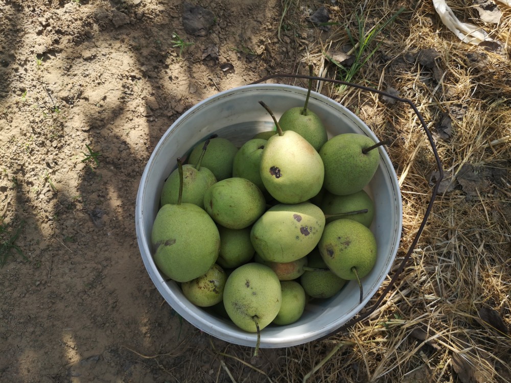 我国水果中的 歪嘴龙王 大量出口印度 在国外口碑很好 国内却很冷门 腾讯新闻