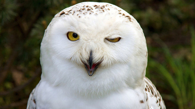 地球|21个冷知识：书本上不会出现，但却真实存在