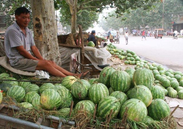 西瓜|这种“懒汉瓜”，种在地里不用，瓜农躺着赚10多万
