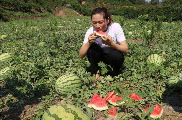 西瓜|这种“懒汉瓜”，种在地里不用，瓜农躺着赚10多万