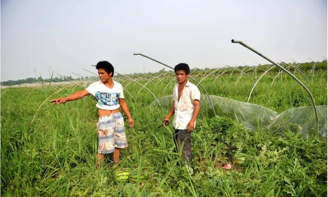 西瓜|这种“懒汉瓜”，种在地里不用，瓜农躺着赚10多万