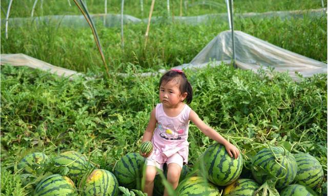 西瓜|这种“懒汉瓜”，种在地里不用，瓜农躺着赚10多万