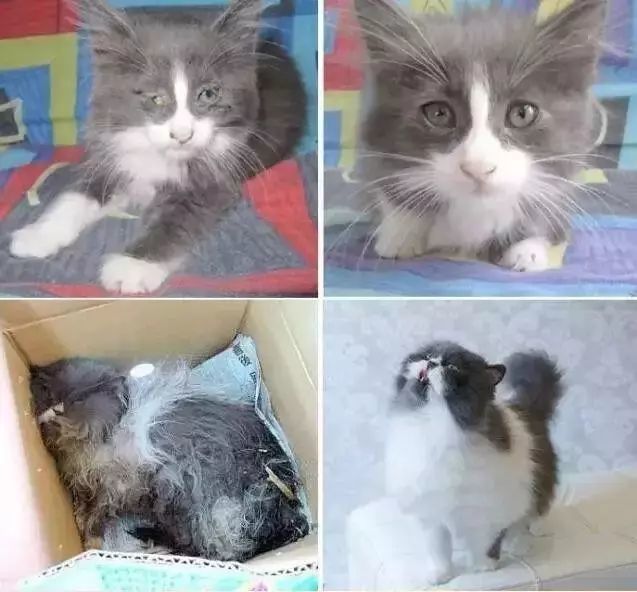 流浪猫收养前后对比图，看完泪目：爱是一把整容刀_腾讯新闻