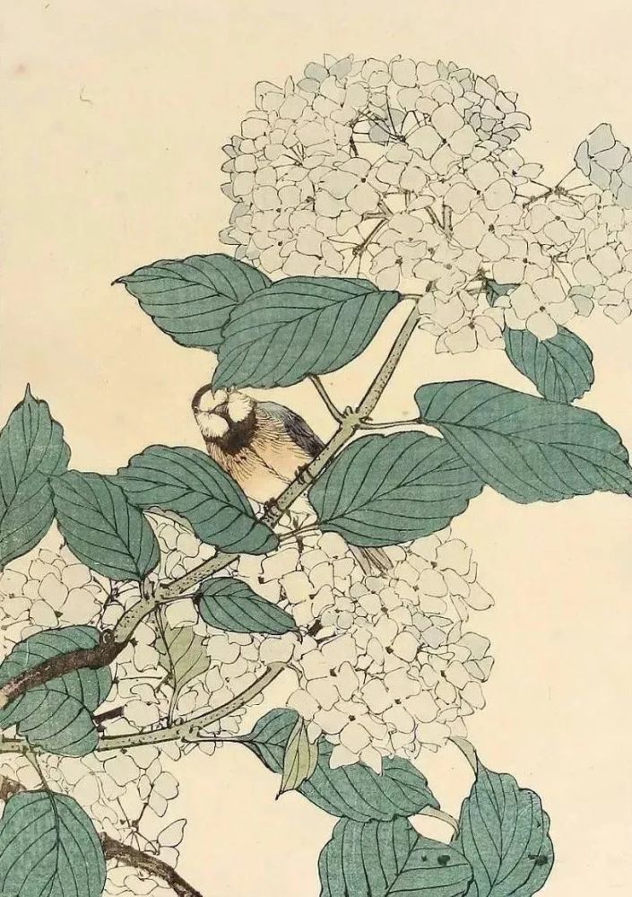日本人笔下的花鸟画谱惊艳