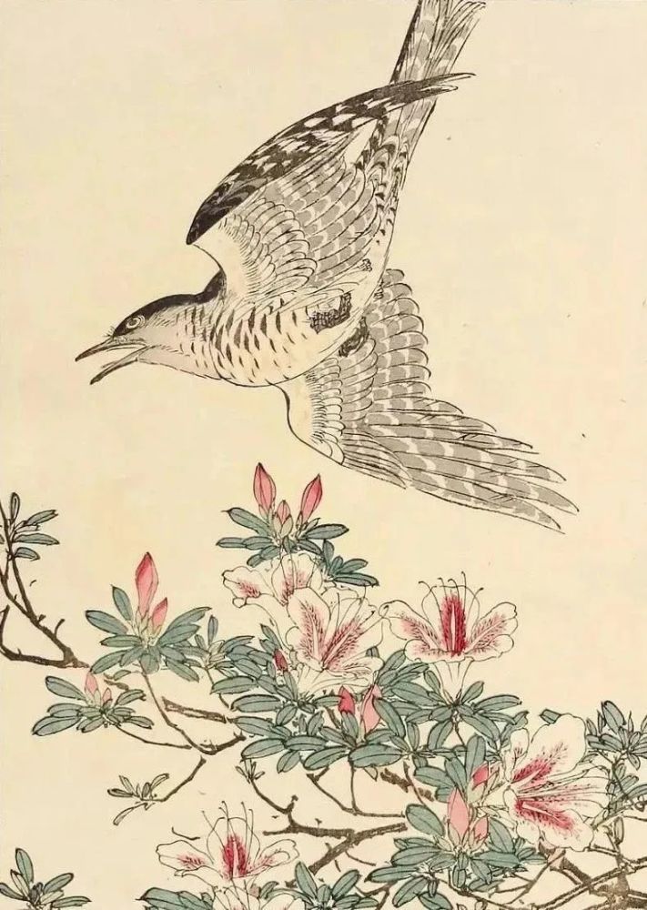 日本人的景年花鸟画谱挺美