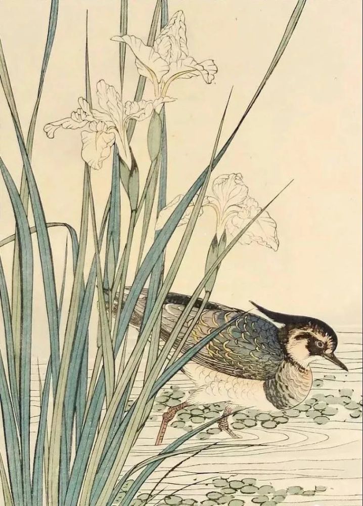 日本人笔下的花鸟画谱惊艳