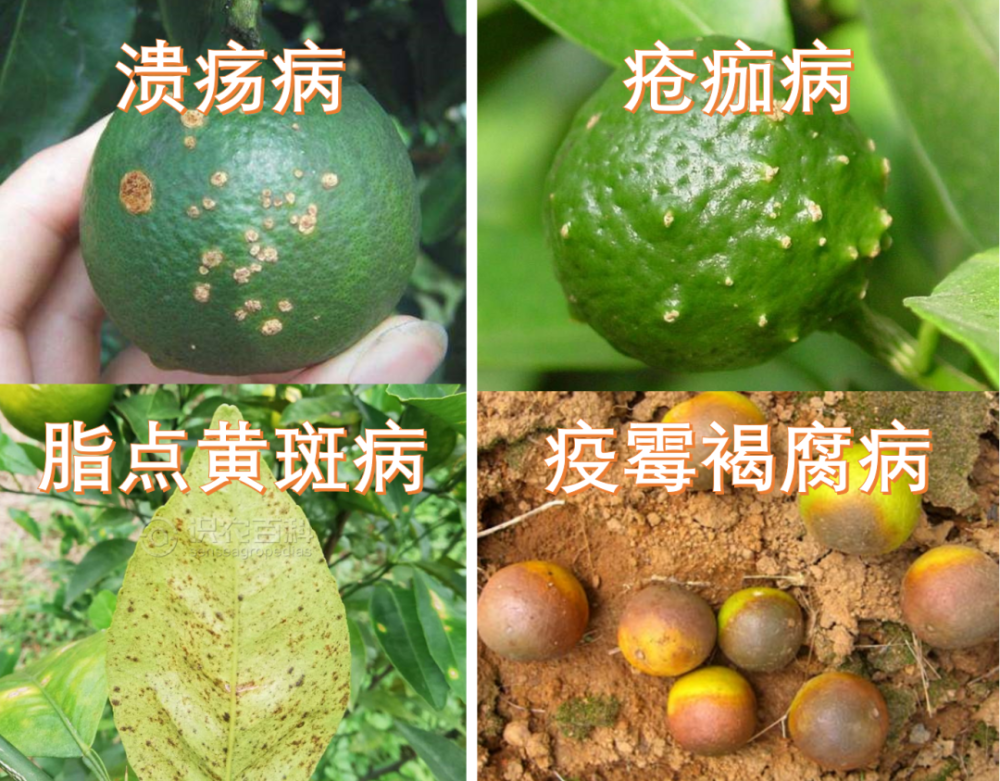 果园|9月份柑橘怎么管？这6个病害太猖獗！千万别让它们毁了你的果园！