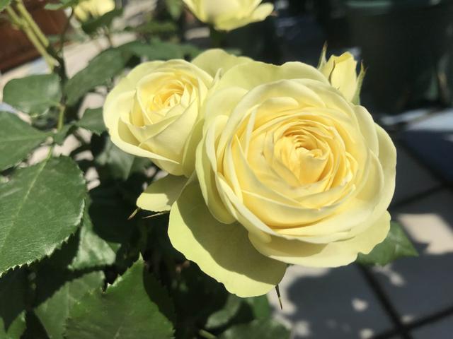 奶油龙沙宝石,优秀的盆栽月季,花色柔美,周年花开,很值得拥有